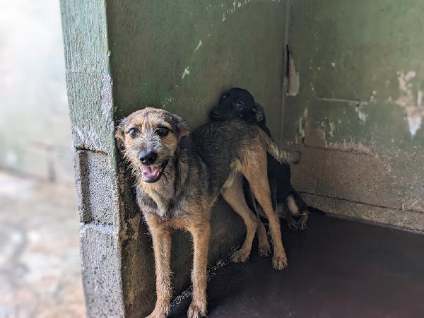Blues - Cucciolo Di 8 Mesi - Taglia Media